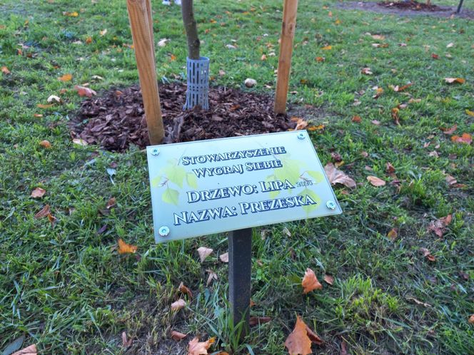 Danusia, Halinka, Linkus, Seniorita i Stasiu zapuszczają korzenie. Nowe nasadzenia w Lesznie