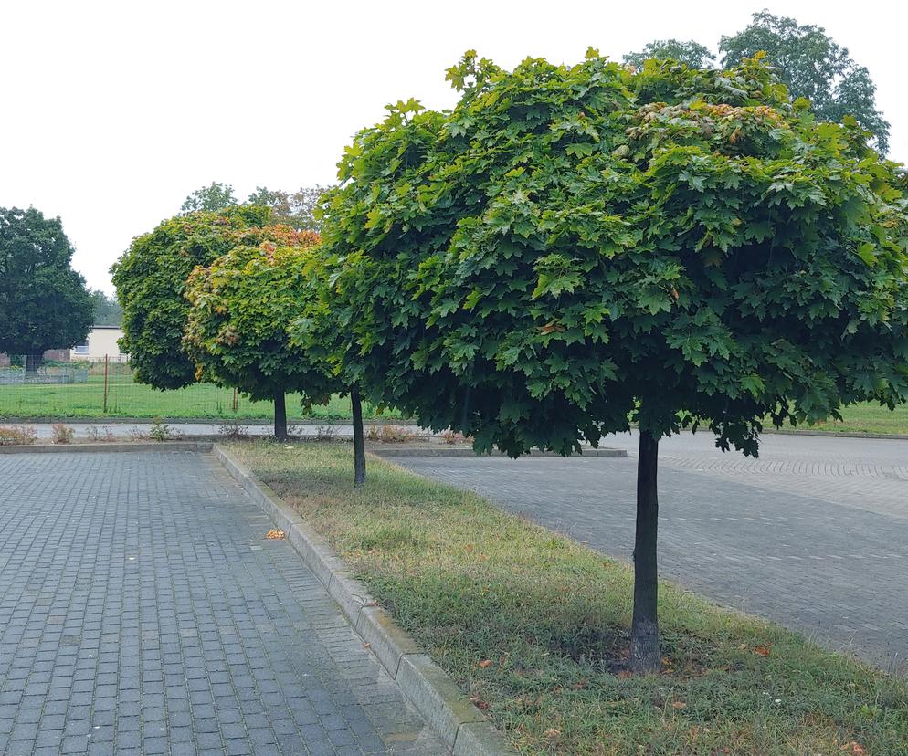 Nasadzenia drzew w Głogowie 