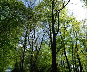 Te miejsca w Poznaniu to zielone płuca miasta. Gdzie jest najbardziej zielono? AI podpowiedziała