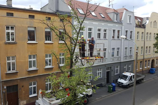 Przycięcie drzewa w centrum Bydgoszczy