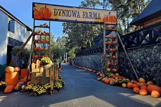 Westernowa farma dyniowa w Radawie.