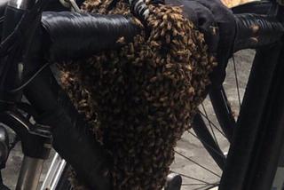 Pszczoły rowerzystki