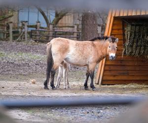 Klaczka konia Przewalskiego z matką Pimą w warszawskim ZOO