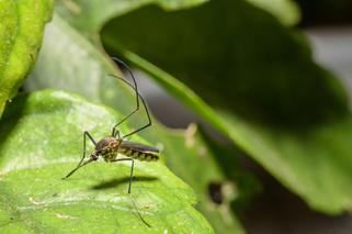 Jak wypłoszyć komary z domu i ogrodu?