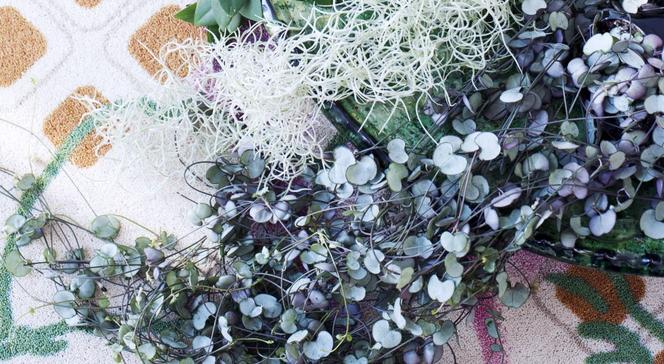 Ceropegia Wooda