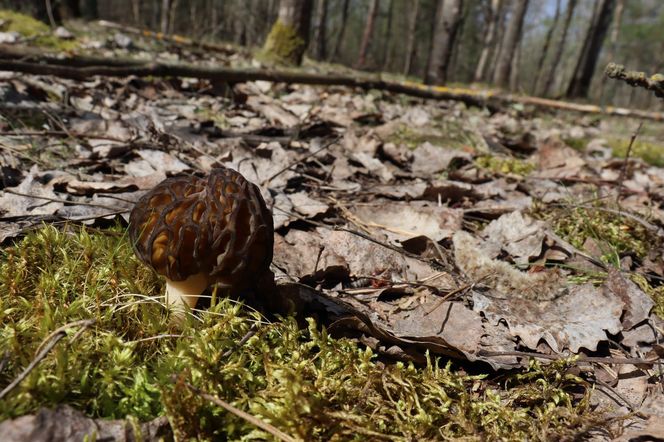 Ma tylko 31 kcal, zawiera witaminy i działa prozdrowotnie. Najdroższy polski grzyb wraca do lasów