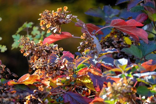Ogród Botaniczny we Wrocławiu