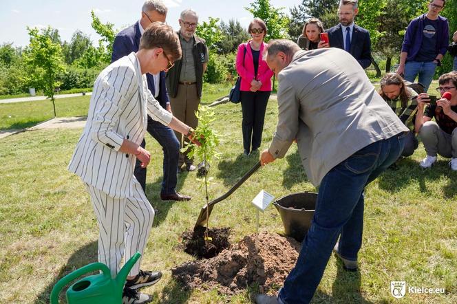 Potomek Dęba Bartka wyrośnie w Ogrodzie Botanicznym w Kielcach