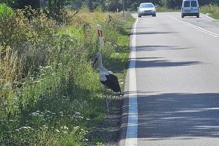 Bociany nietypowe zagrożenie na drodze.
