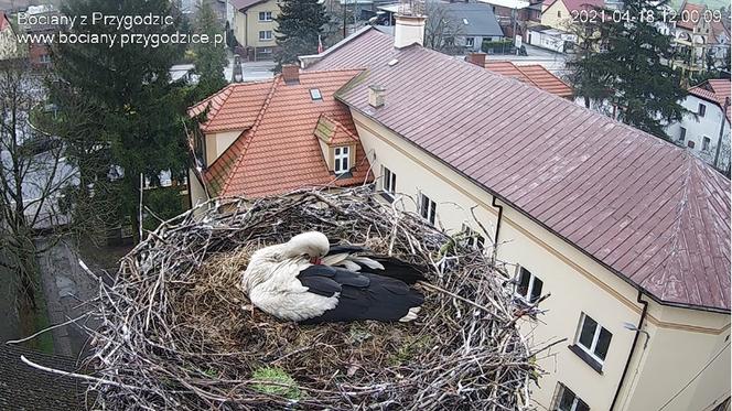 Trzy jaja w gnieździe. Więcej nie będzie (?)