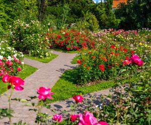 7 najładniejszych ogrodów botanicznych w Polsce. Kiedy je odwiedzić i gdzie są?