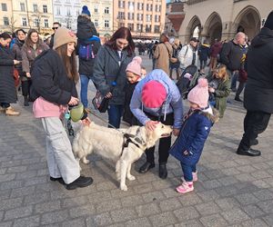 33. Finał WOŚP z grupą krakowskich Golden Retrieverów