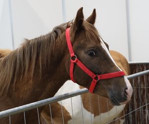 ZooPark ponownie przyciągnął do Targów Lublin tłumy miłośników zwierząt