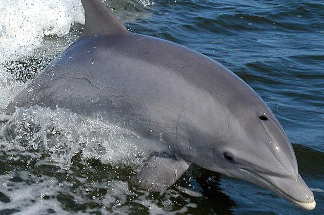 Mat.ilustracyjne. Delfiny butlonose w Zatoce Gdańskiej to prawdziwa sensacja!