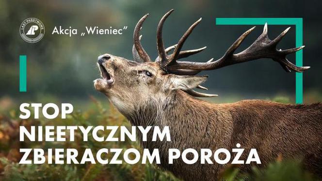Kontrole w podbydgoskich lasach. Straż leśna i policja mówią stop nieetycznym zbieraczom poroża
