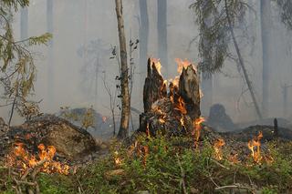 Duży pożar lasu pod Świeciem. Paliły się hałdy korzeni po zeszłorocznej nawałnicy oraz las młodnik!