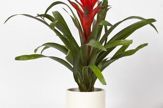 Guzmania