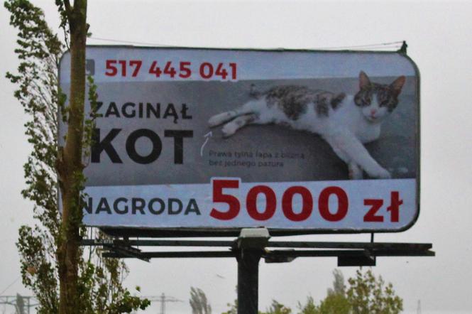 Właściciel szuka kota za pomocą billboardu