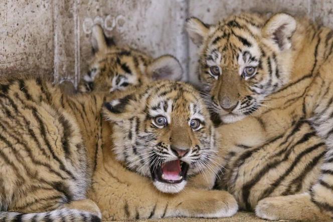 Tygrysy w opolskim zoo