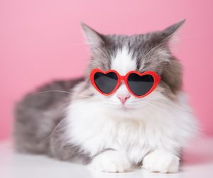 Czy Twój kot Cię kocha? Zwróć uwagę na te zachowania. To potężne oznaki kociej miłości. Dzień Kota