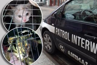 Gorzów: Sprawny wóz dla zwierzaków potrzebny na wczoraj