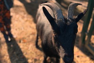 Nie wyrzucaj choinki po świętach. Zagroda 3 Siostry wie, co z nią zrobić. Koniecznie sprawdź