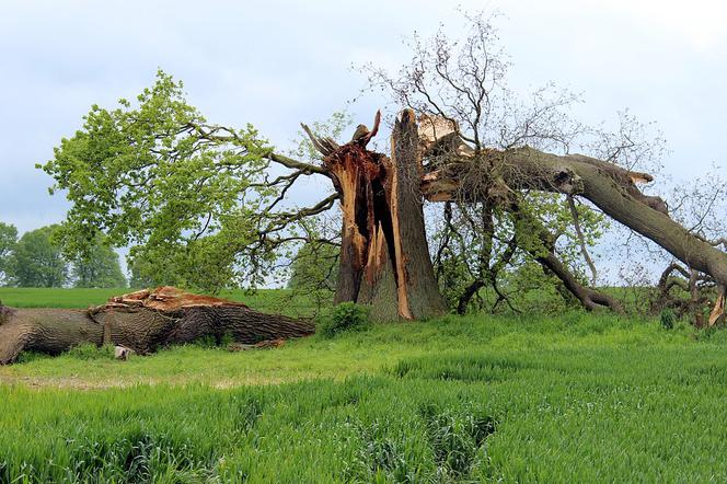 Orkan Grzegorz: Śmiertelne ofiary, ranni, tysiące powalonych drzew, setki ludzi bez prądu... A jak wygląda sytuacja w Śląskiem? [WIDEO]