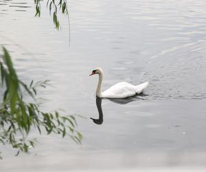 Łabędzie z tarnowskich parków opuściły stawy na zimę