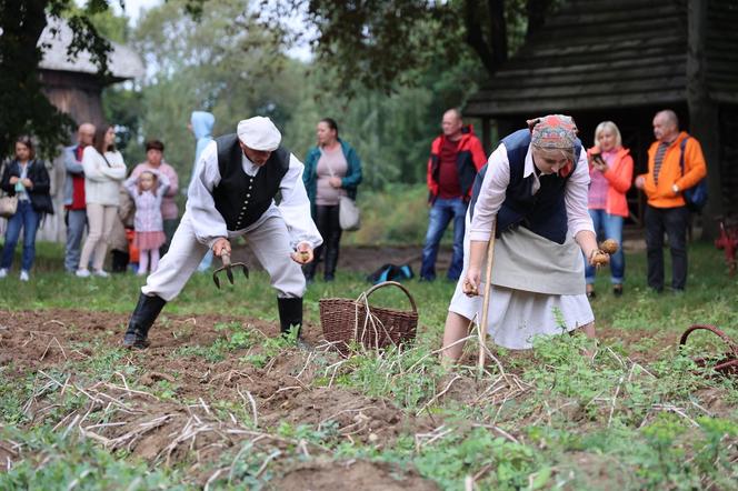 Wykopki kartoflane 2023 w lubelskim skansenie