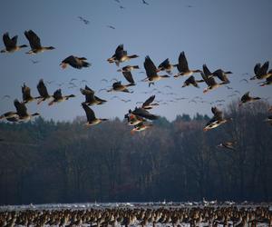 Setki ptaków przelatują nad Polską. Dokąd lecą? Czy to zwiastun wiosny?
