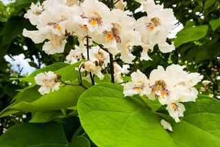 Drzewa kwitnące w czerwcu. 