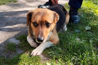 Śliczny kundelek uwięziony w worku na ziemniaki. Uratowały go dzieci wracające ze szkoły