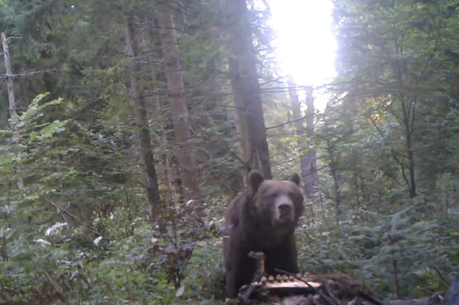 Bliskie spotkanie z niedźwiedziem w Bieszczadach: To wideo przyprawia o dreszcze