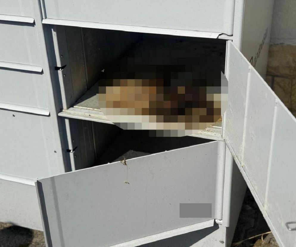 Kot żywcem zamknięty w automacie na paczki! Walczył o życie do ostatnich chwil