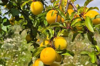 Śliwkowy sad pod Bydgoszczą. Drzewa uginają się pod ciężarem owoców, można rwać i brać za pół ceny!