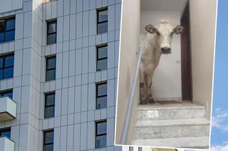 Krowa zdobyła blok w Piemoncie. Uciekła ze stada i weszła na trzecie piętro