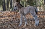 Pierwsze źrebięta konika polskiego w hodowli rezerwatowej RPN w 2025 r.