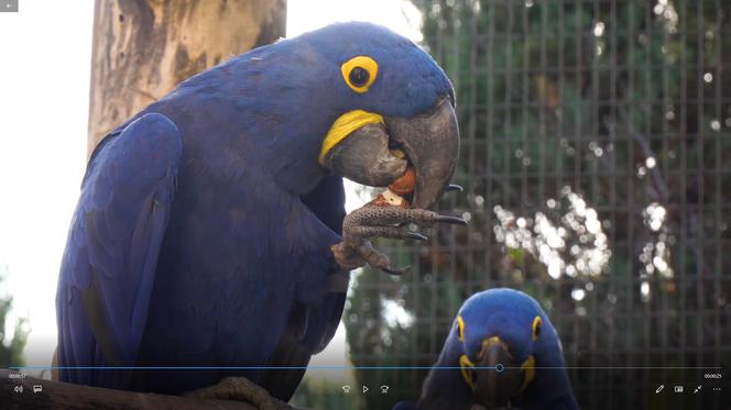 Papuga zajadająca orzechy