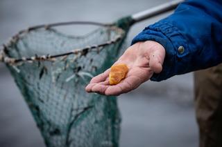 Poszukiwacze bursztynu na Wyspie Sobieszewskiej 