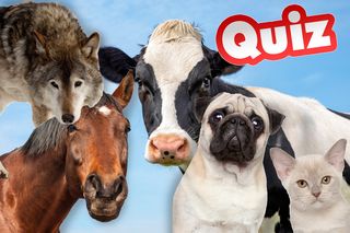 QUIZ o przysłowiach i zwierzętach. W roli głównej koty, krowy i osły. Uzbierasz 15/15?