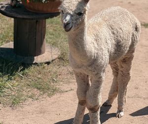 Agresywne psy pogryzły alpakę w rybnickiej dzielnicy Kamień