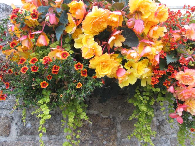 Begonia bulwiasta