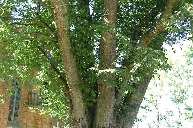 Lipa w Cielętnikach