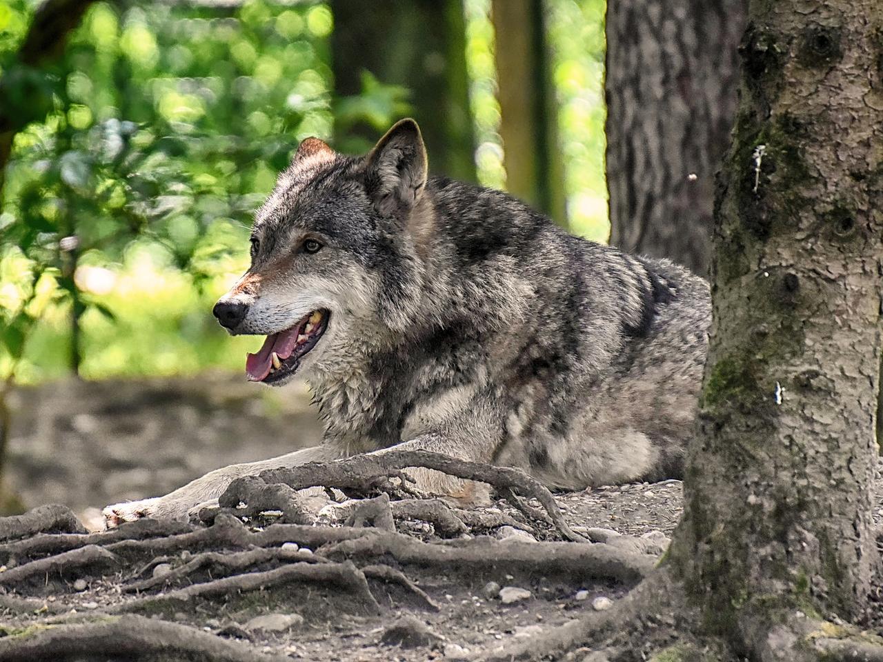 Wilki znów atakują w Lubuskiem! Czy ludzie powinni się ich bać? 