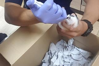 Policjanci zaopiekowali się czterema porzuconymi kociakami