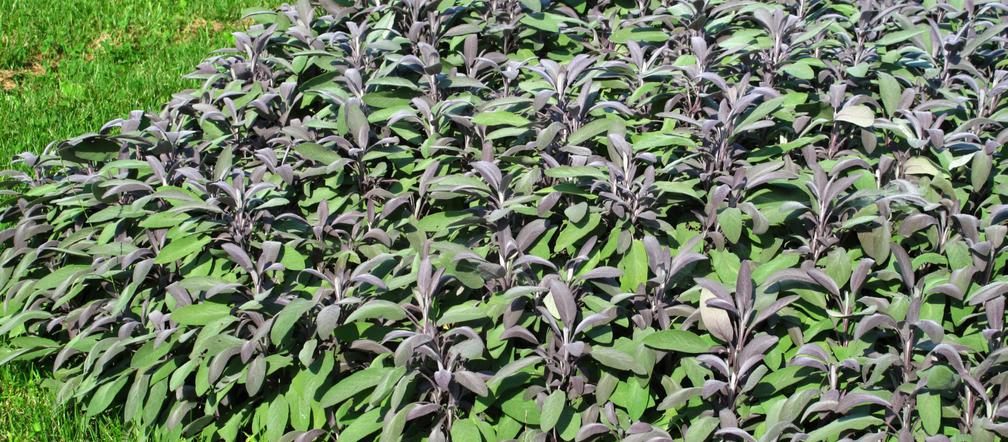 Szałwia lekarska ‘Purpurascens’