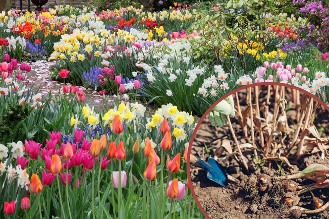 Wykopywanie cebul kwiatowych