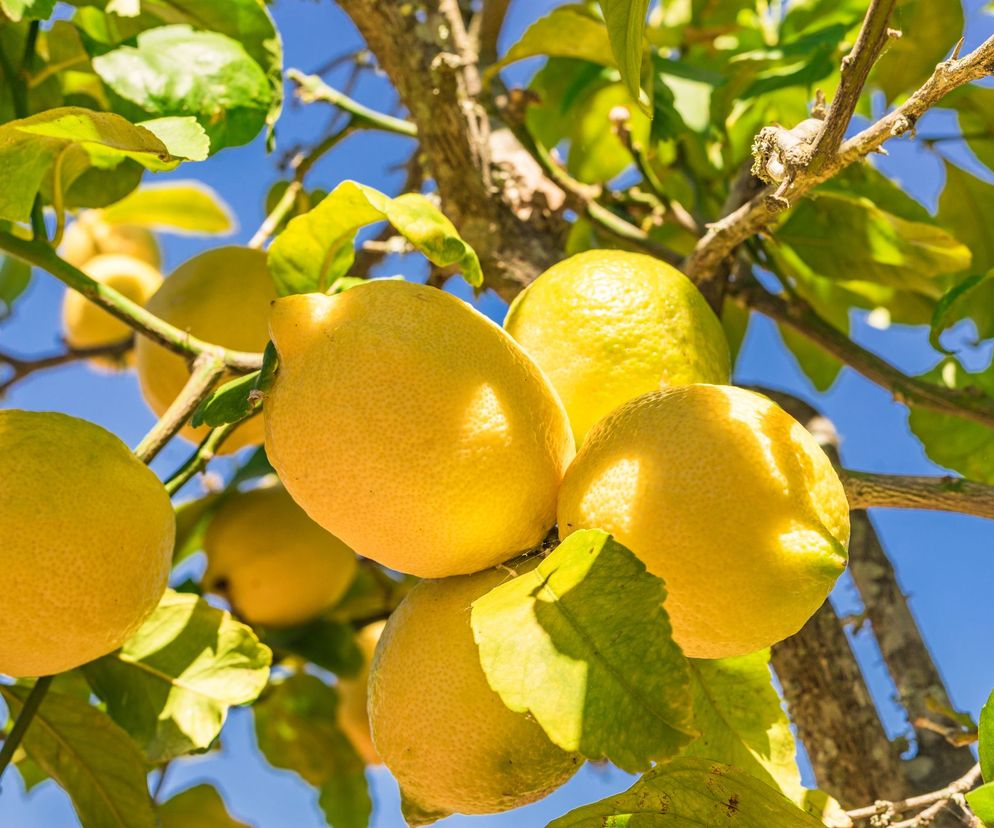 Cytryna zwiera m.in. limonen - silny przeciwutleniacz, który ma właściwości przeciwnowotworowe.