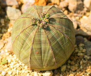 4. Wilczomlecz opasły (Euphorbia Obesa)