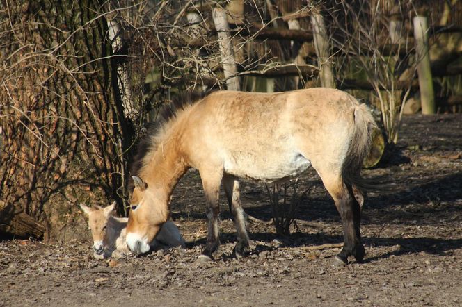  Warszawskie zoo ma nowego mieszkańca. To trzecie dziecko Primy i Larsa